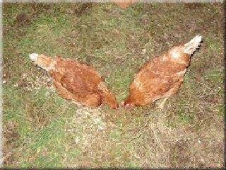 Chickens